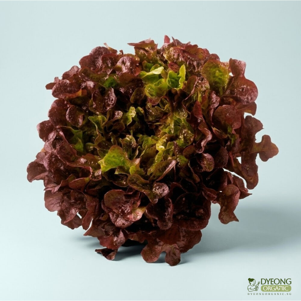 Organic Lettuce – Red Oak (250g) Australia