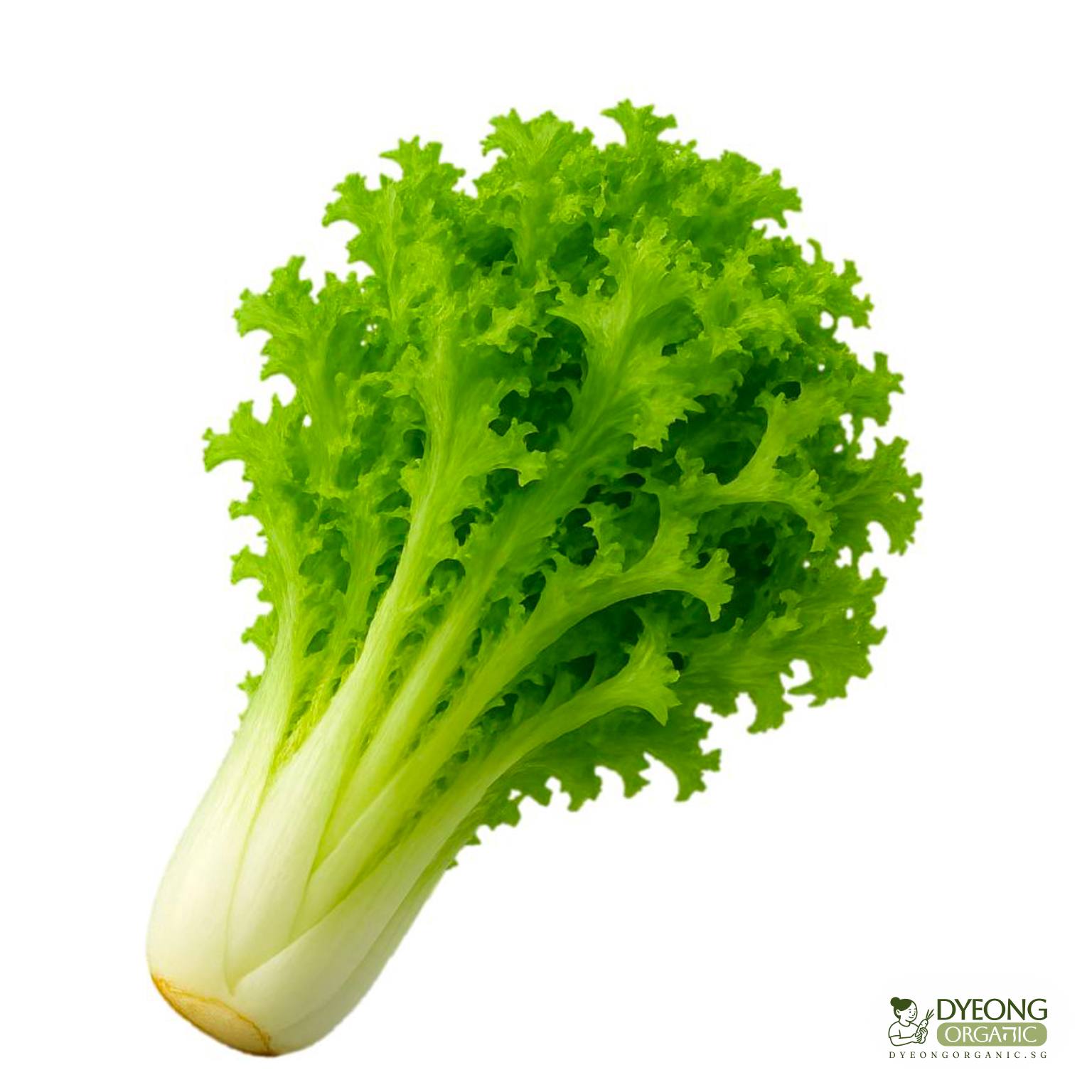 baby-endive-each-3_21_1Dyeong