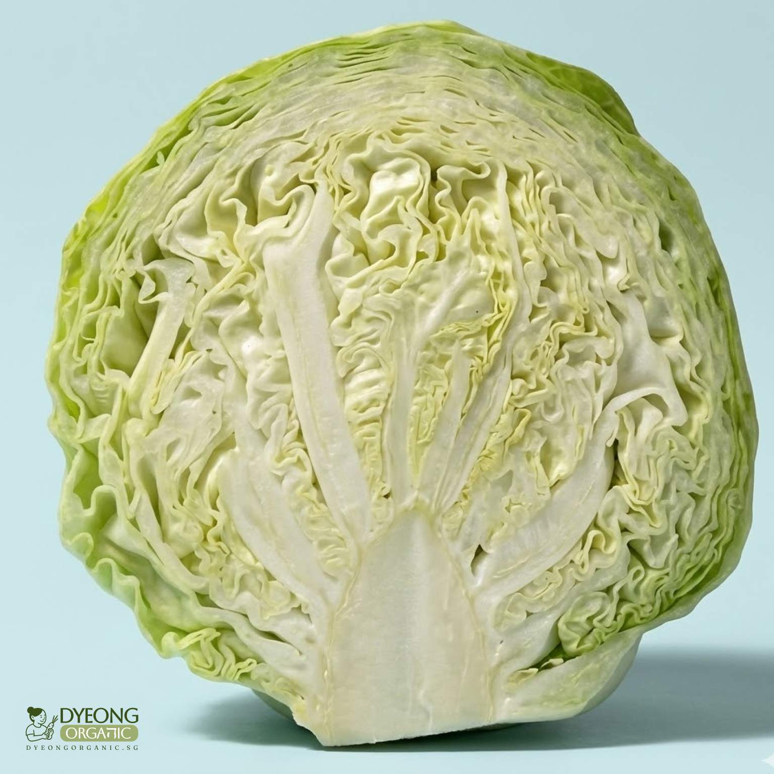 cabbage-green-500g_9_Dyeong