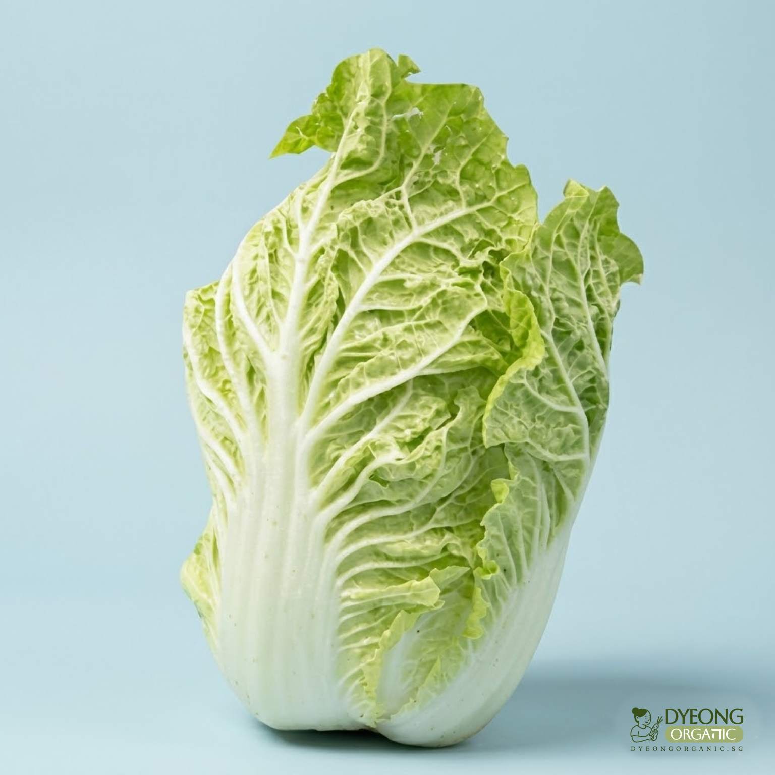 cabbage-wombok-500g_11_Dyeong