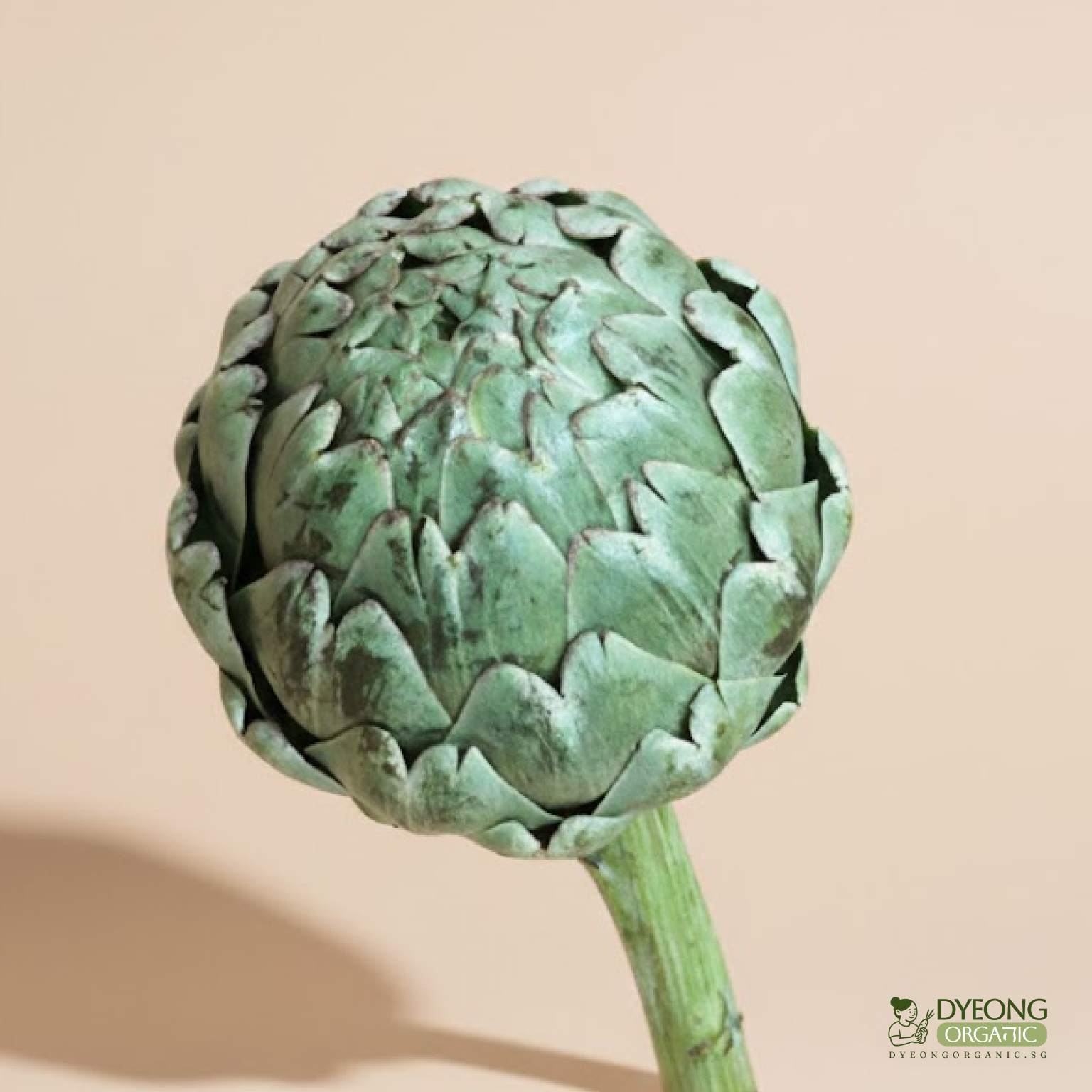 globe-artichoke_38_Dyeong