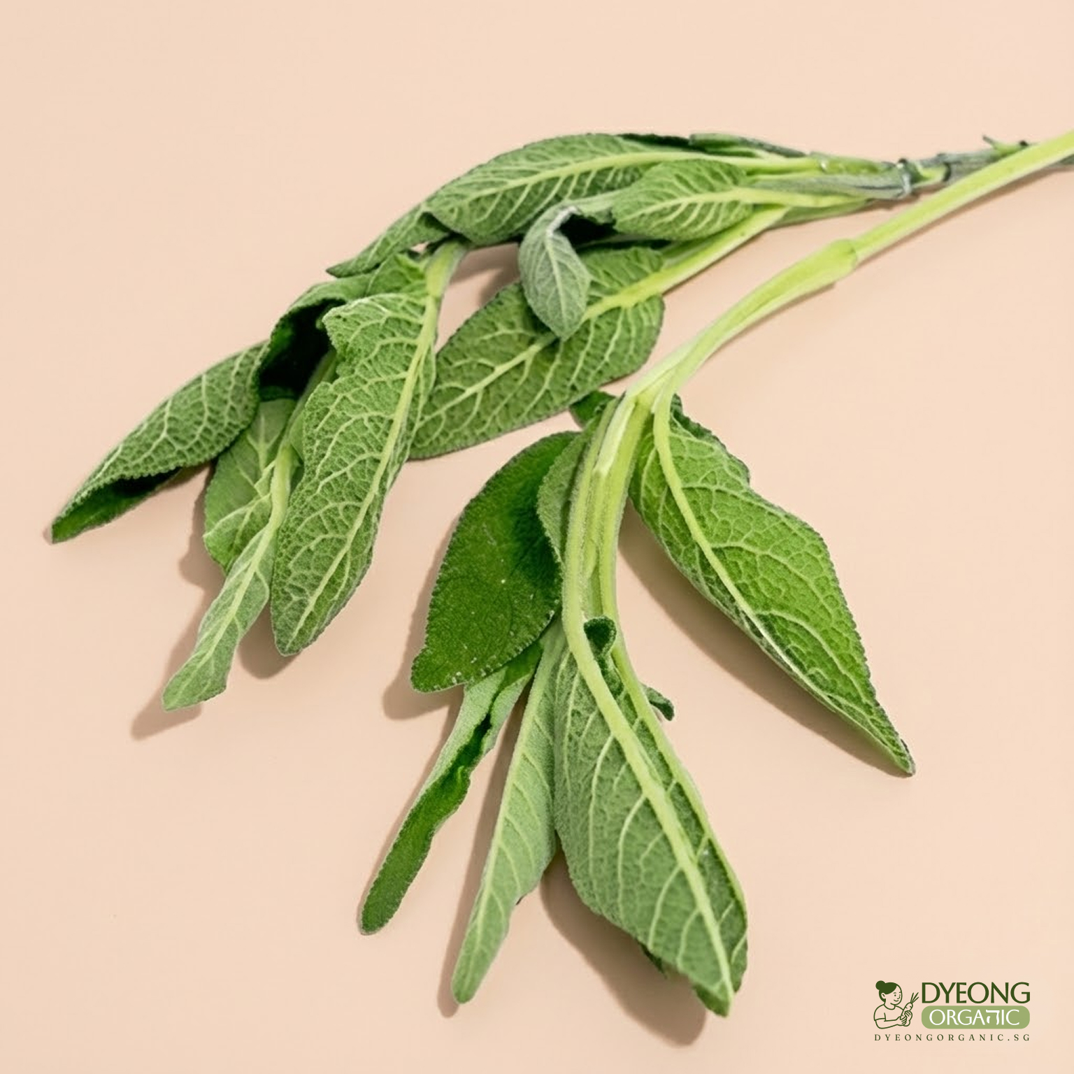 herb-sage-25g