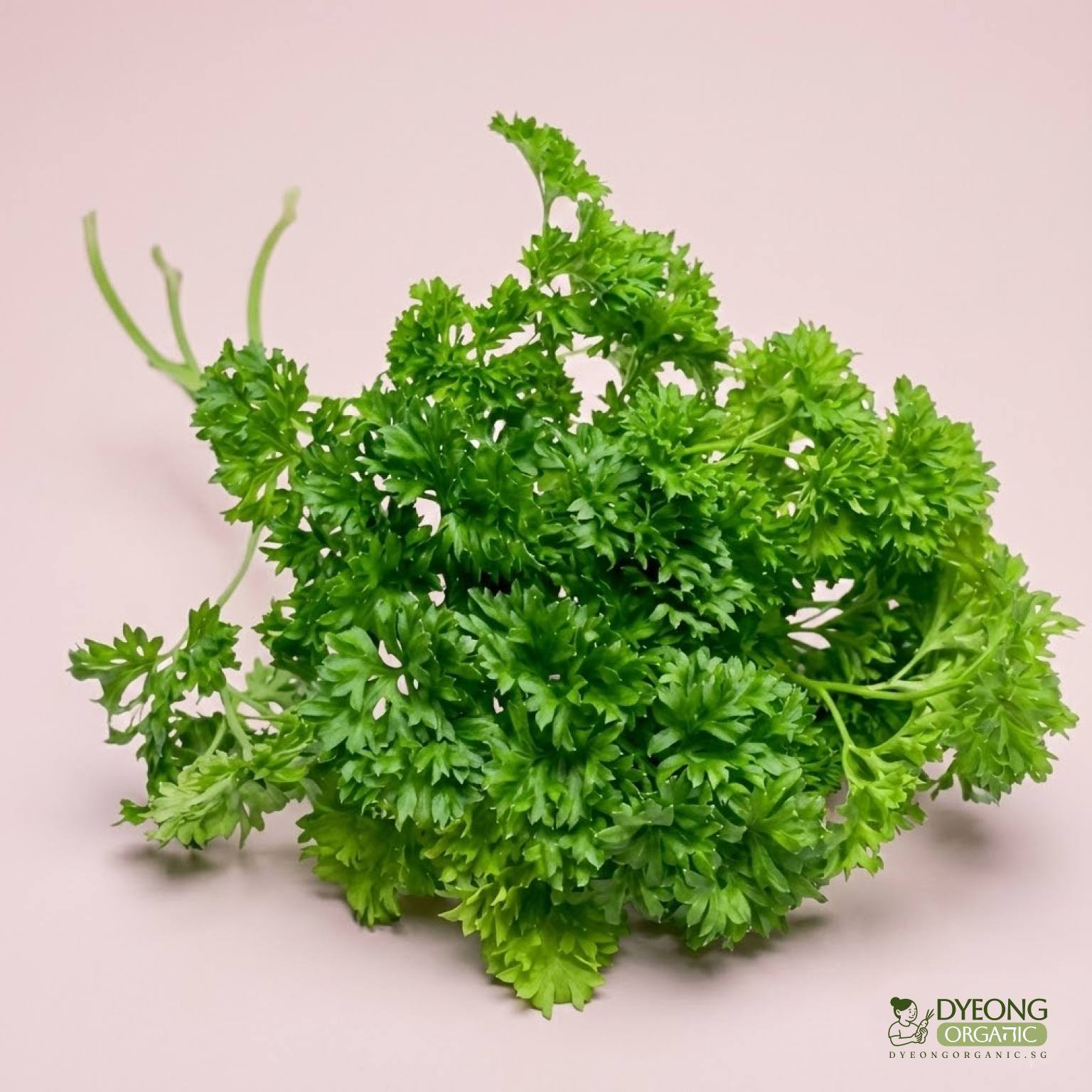 herbs-parsley-curly-_2_Dyeong