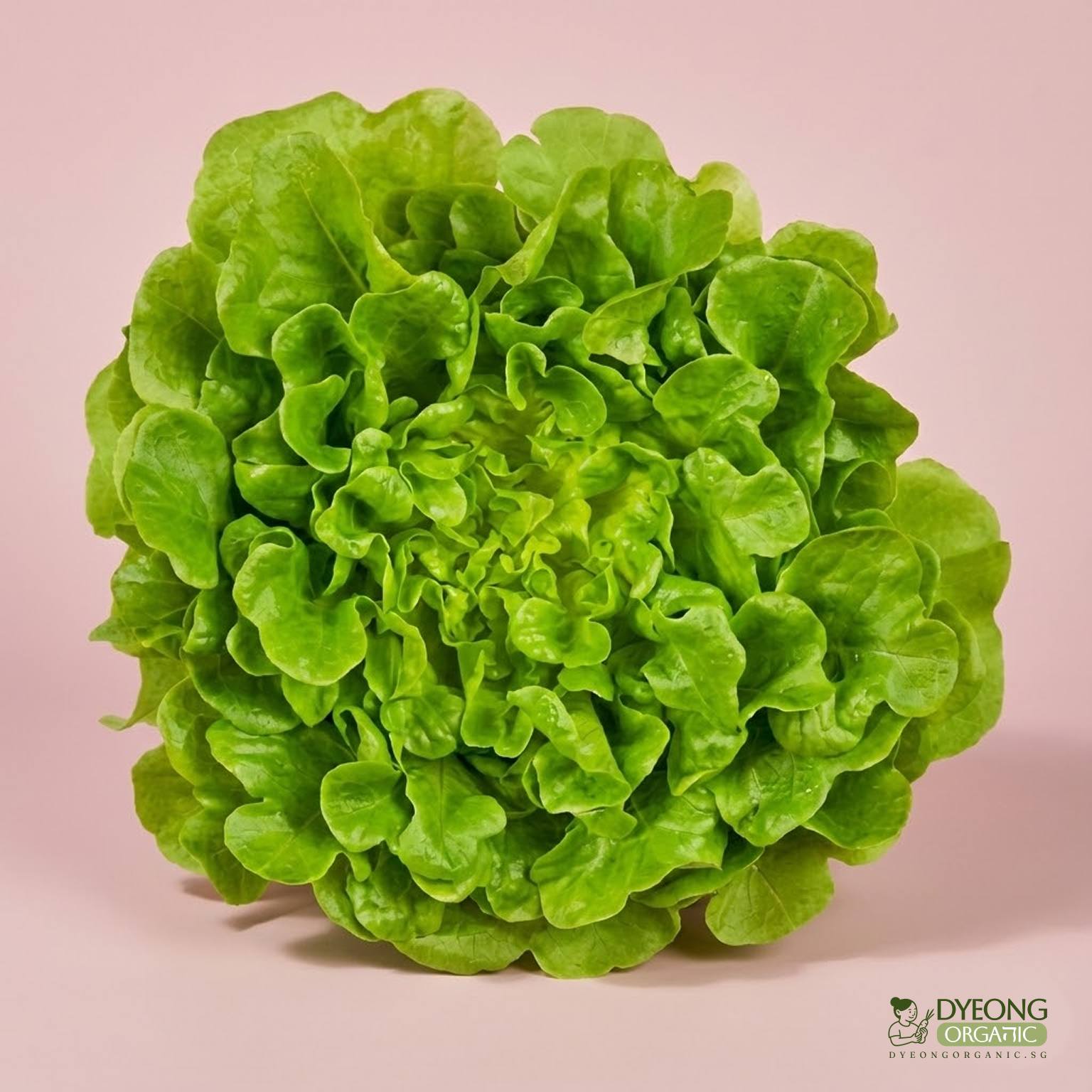 lettuce-green-oak-250g_17_Dyeong