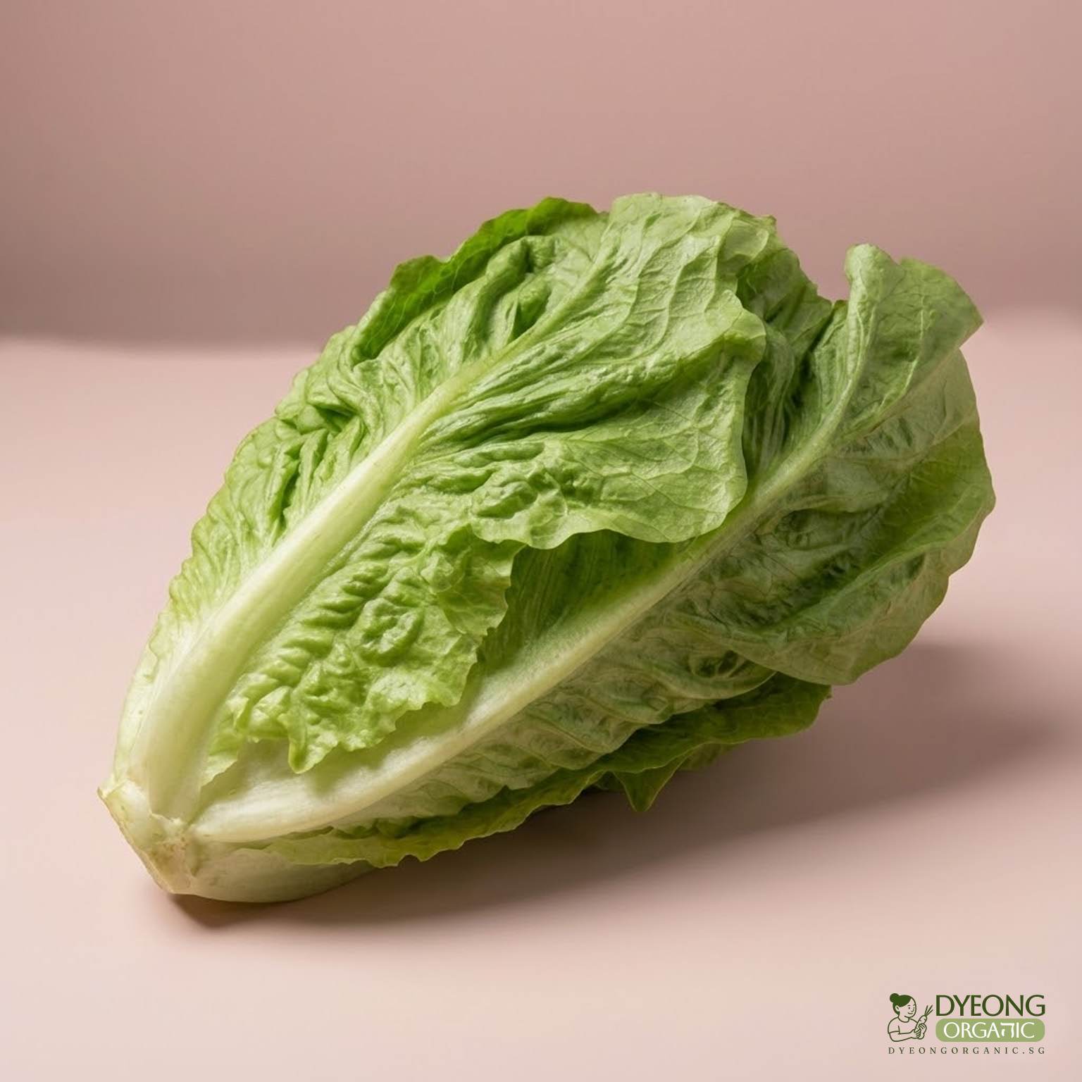 organic-lettuce-romaine-500g_21_Dyeong