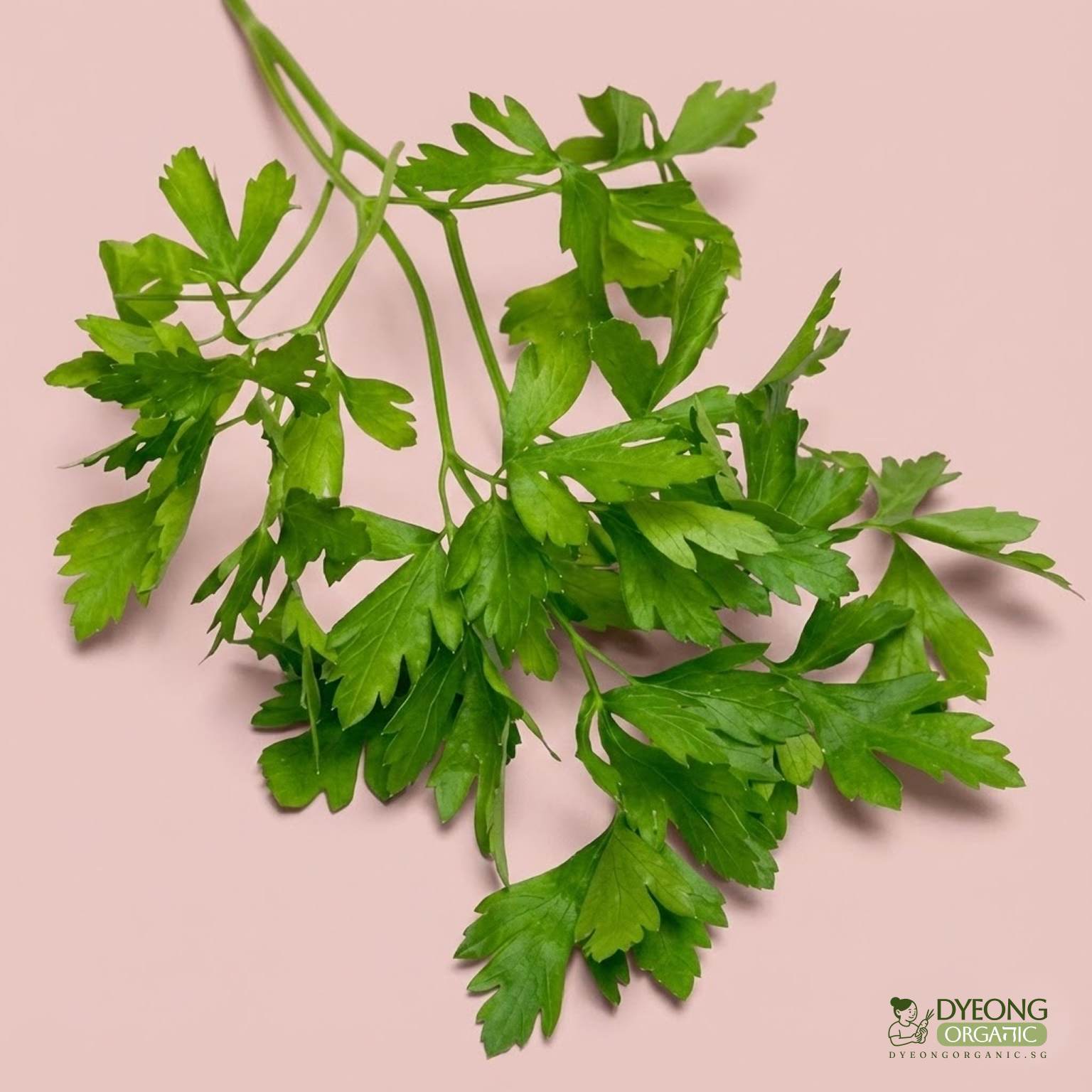 parsley-flat-50g_40_Dyeong