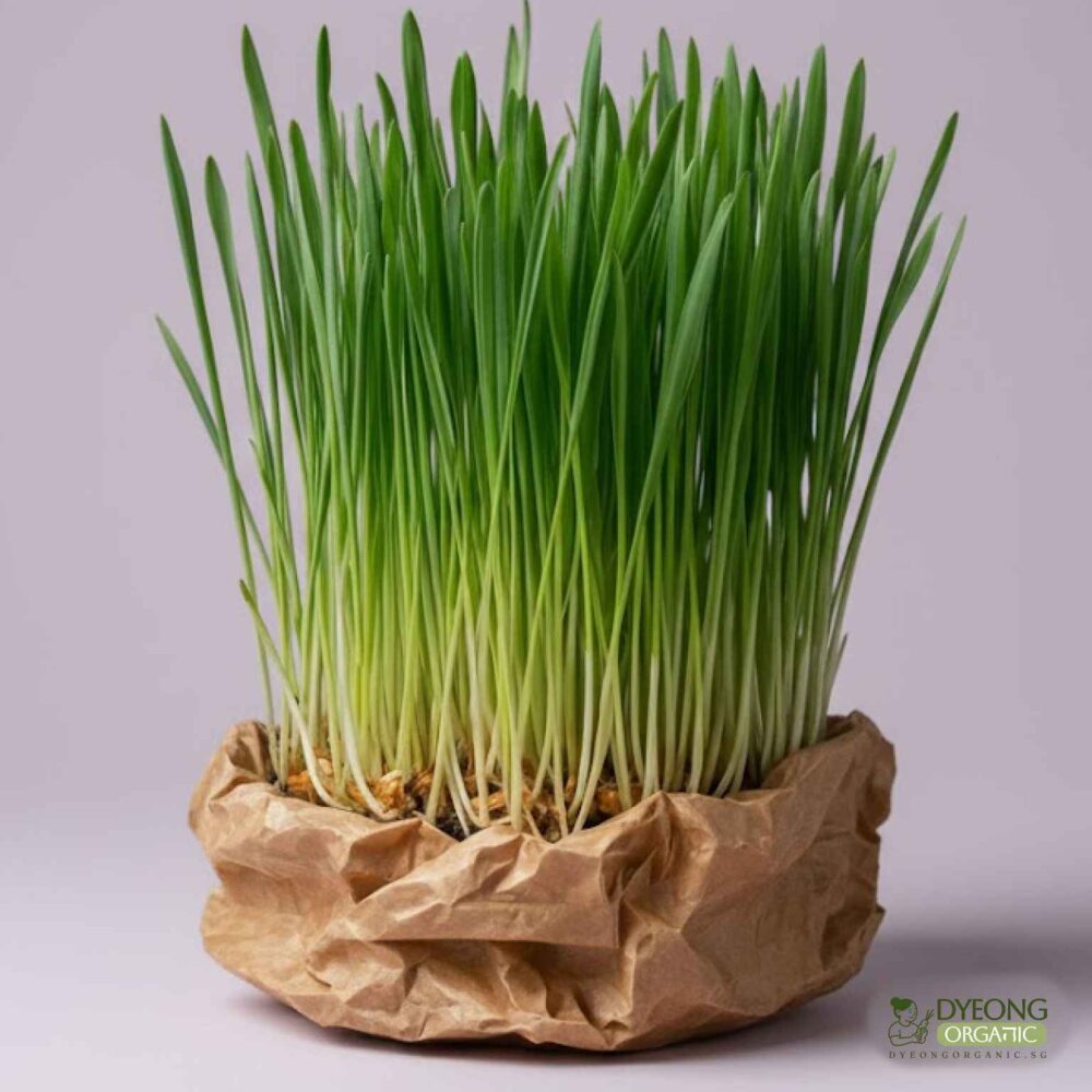 Organic WheatGrass (100g) Australia